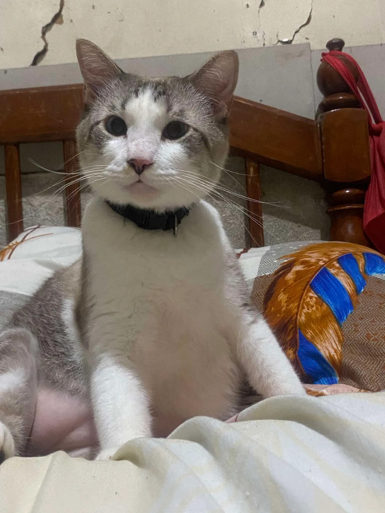 Mark's cat